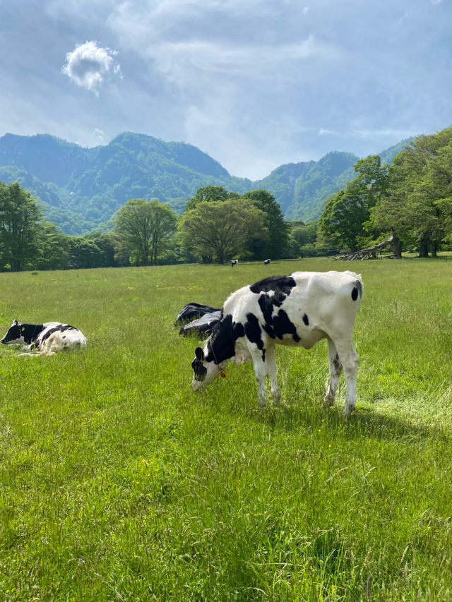 【戸隠】戸隠にある最強牧場🐮🔥