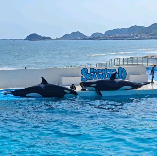 Kamogawa Sea World - Orca.