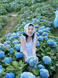 Hydrangea san 
