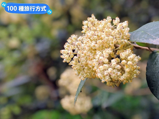 墨爾本賞花-南半球百花綻放的皇家植物園