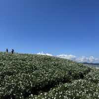 "Chiang Mai's flower farms: a feast for the eyes and a balm for the soul. Nature at its finest!