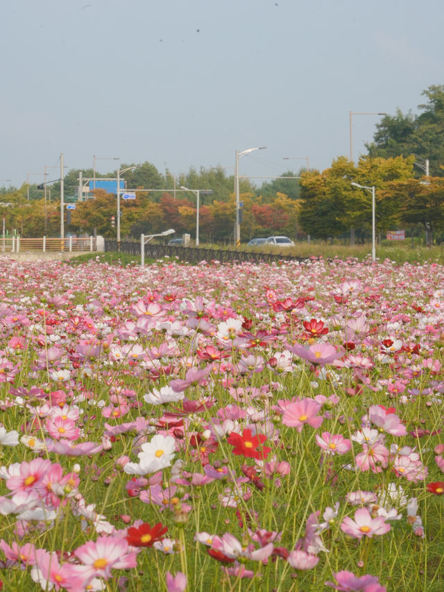 (실시간) 청주 근교에 생긴 어마무시한 코스모스 스팟🩷