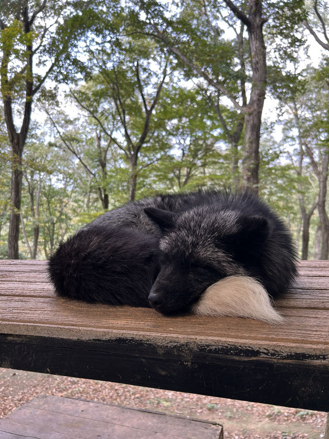 蔵王きつね村🦊