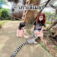 #เกาะลีเมอร์ #มาดากัสการ์ #สวนสัตว์เปิดเขาเขียว 