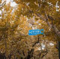 Shanghai Citywalk but in Autumn