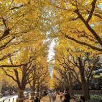 金色秋影🍂明治神宮外苑的銀杏之美✨