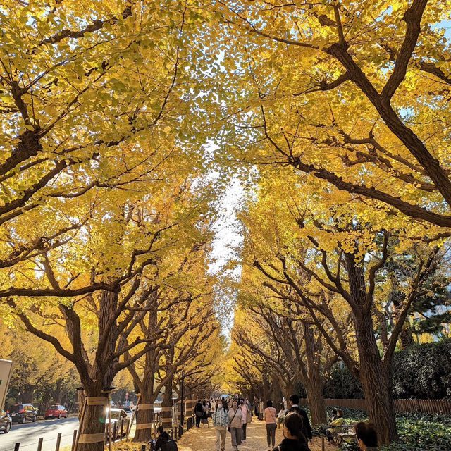 金色秋影🍂明治神宮外苑的銀杏之美✨