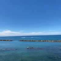【夏の新潟】　錦鯉の里