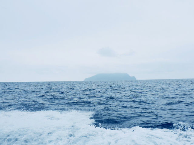 宜蘭出海觀賞鯨魚海豚