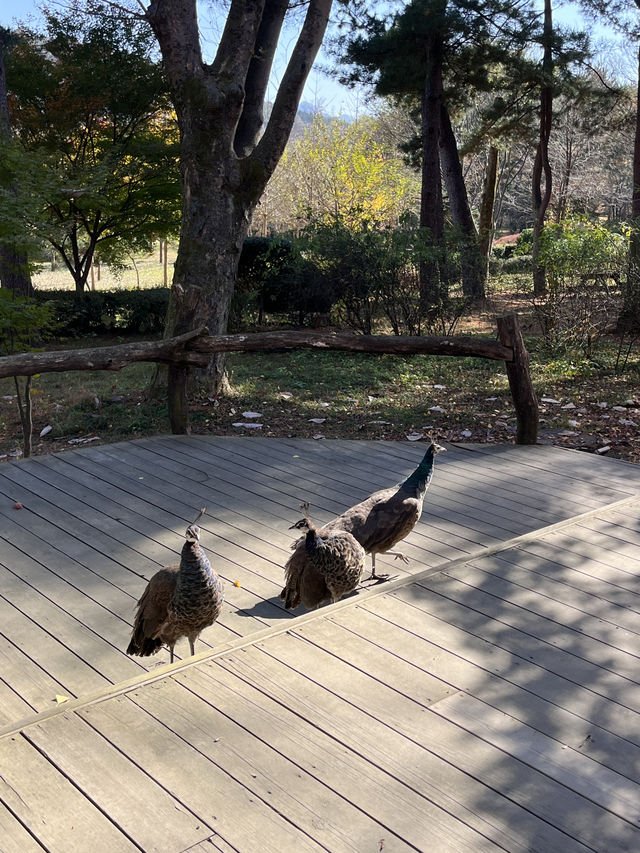 야외데이트 명소 남이섬 저렴하게 가는 꿀팁💛