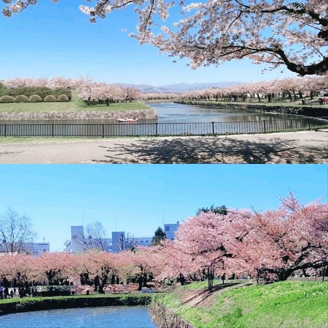 北海道賞櫻花好去處