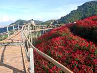 Yingyong flower garden