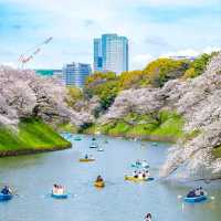 東京景點｜暢遊東京都心的綠洲—皇居外苑．千鳥之淵