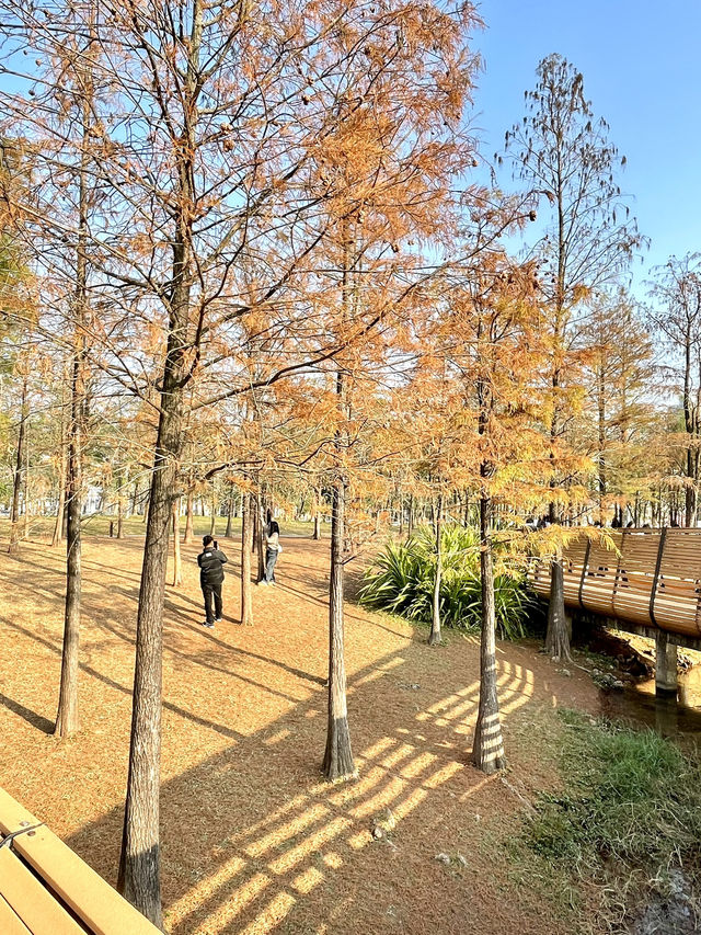 蓮花山公園-深圳市區最受歡迎公園，豐富的生態環境和多樣的景觀