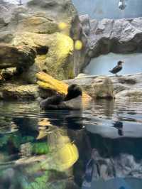 เที่ยว Kaiyukan Aquarium Osaka