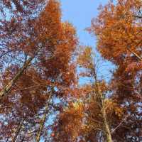 後湖濕地：美麗紅杉秋色🍂🌳