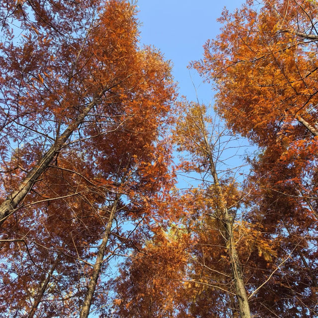 後湖濕地：美麗紅杉秋色🍂🌳