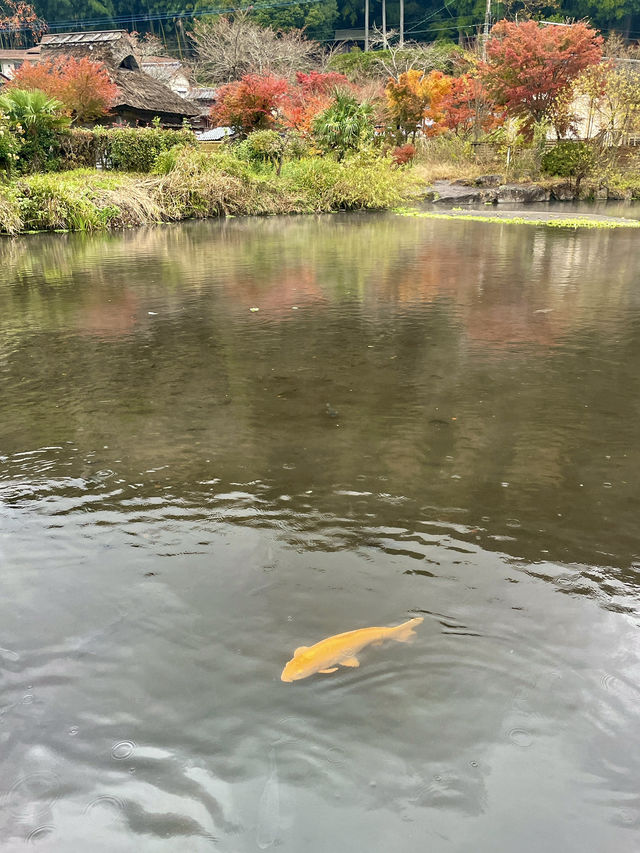 【湯布院】湯布院といえばココ✨神秘的な湖✨