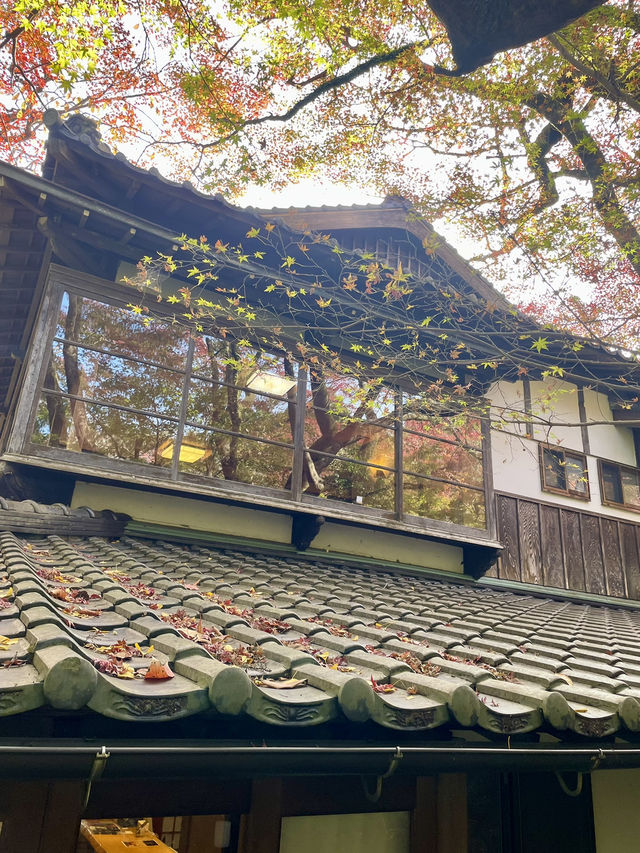 【朝倉カフェ】紅葉を楽しめる隠れ家のようなカフェ