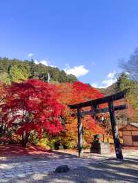 📍 【栃木】鹿沼市の彩る紅葉