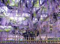 【埼玉県】埼玉の隠れた藤と紅葉の名所！「玉敷神社」