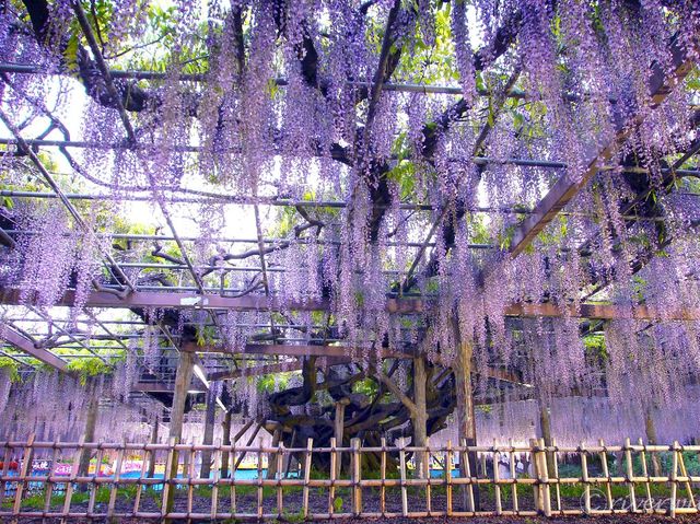 【埼玉県】埼玉の隠れた藤と紅葉の名所！「玉敷神社」