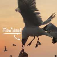นกนางนวลมาแล้วจ้าา