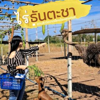 「坦塔查農場」烏達拉迪府小型動物園