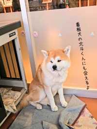 【秋田】日本三大樹氷『森吉山阿仁スキー場』