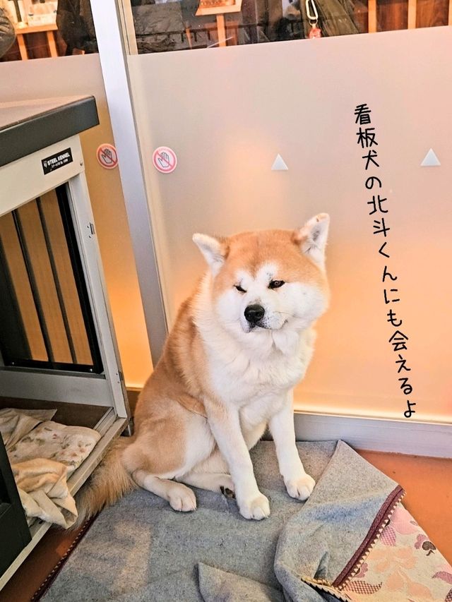 【秋田】日本三大樹氷『森吉山阿仁スキー場』