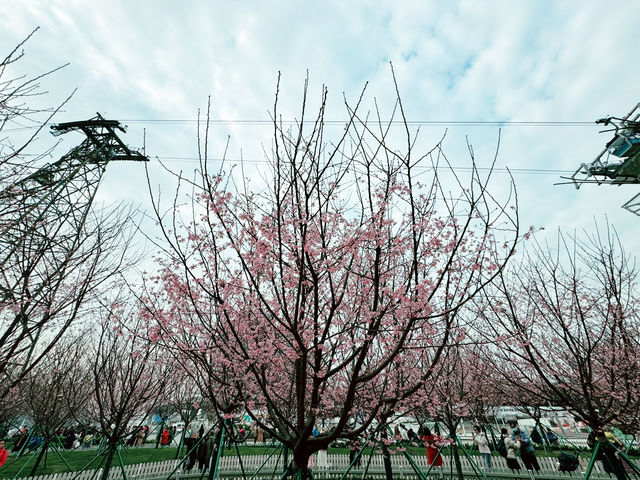 東涌櫻花園：春天的浪漫之旅🌸✨
