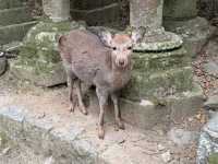 Make the most out of Nara
