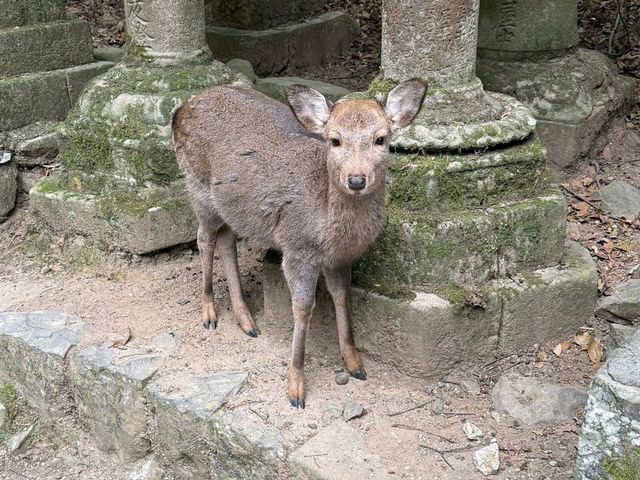 Make the most out of Nara