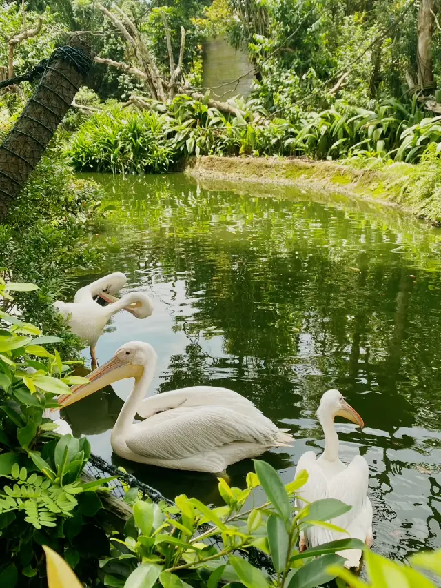 充滿自然氣息的綠意盎然動物園,新加坡動物園