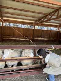 600만평 대관령 삼양목장 🐑