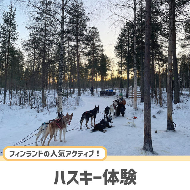 【フィンランド】冬のラップランドでする夢の犬ぞり体験🐕🛷❄️