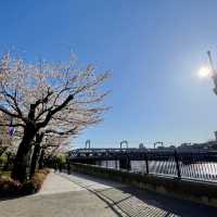 ซากุระบาน ที่  Sumida park  Asakusa