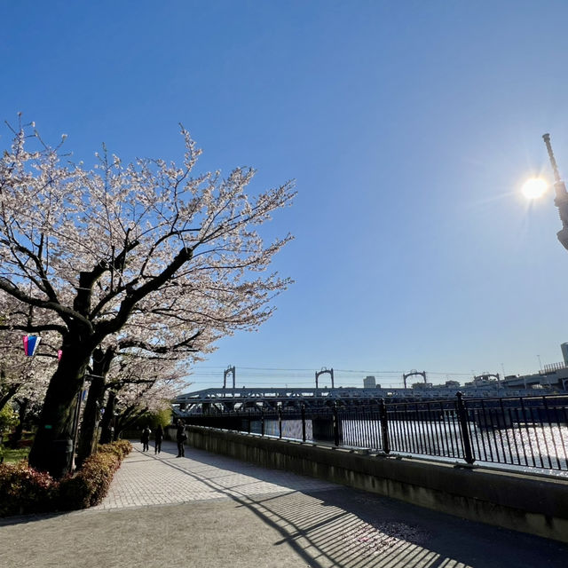 ซากุระบาน ที่  Sumida park  Asakusa