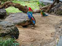 泰國最好玩嘅動物園HuaHin safari adventure zoo@Thailand 