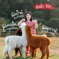 ฟาร์มแกะ ออสเตรเลีย