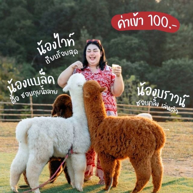 ฟาร์มแกะ ออสเตรเลีย