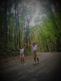 MAN MADE FOREST IN BOHOL