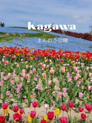 【粉蝶花與鬱金香的絕美組合】