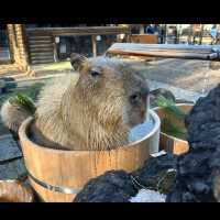 ☾︎長崎☽︎ 触れ合いメインの動物園