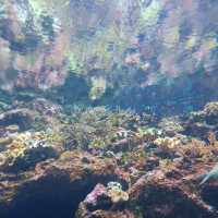 桃園xpark水族館，交通方便小而美~