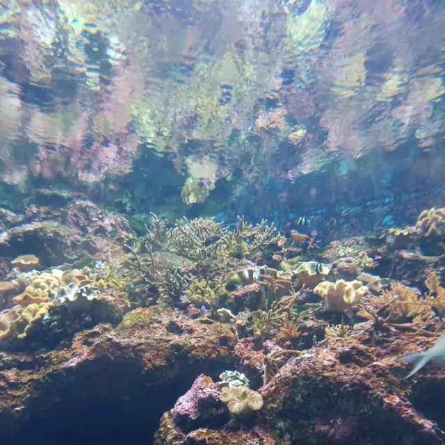 桃園xpark水族館，交通方便小而美~