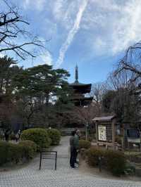 Gotokuji Temple 😸 วัดแมวกวักนำโชคในโตเกียว