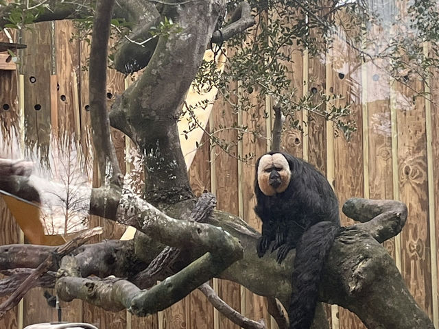 🐾 🐊✅Audubon Zoo（ニューオーリンズ）攻略ガイド – 自然と動物たちの楽園を満喫！