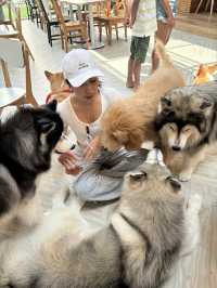 Dog In Town Café (ด็อกอินทาวน์ คาเฟ่) 