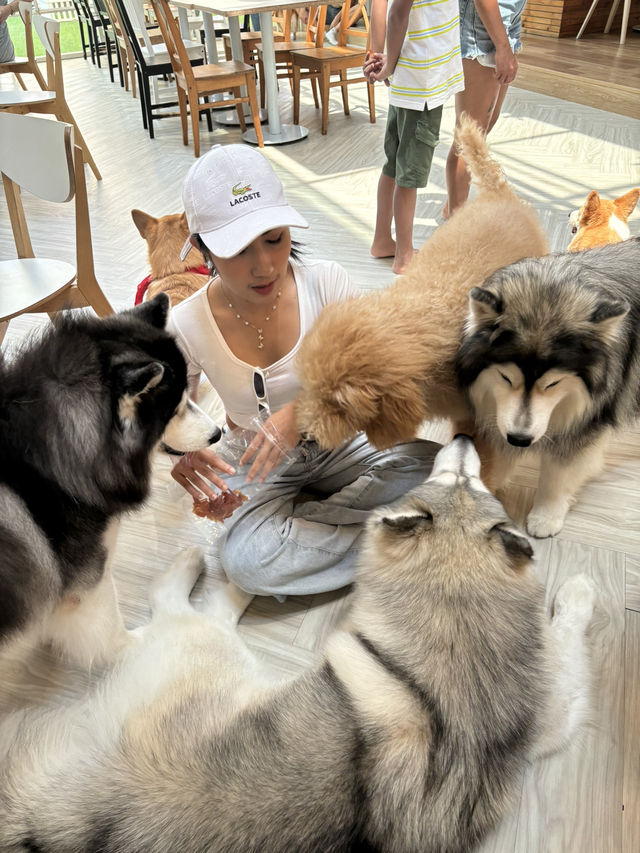 Dog In Town Café (ด็อกอินทาวน์ คาเฟ่) 